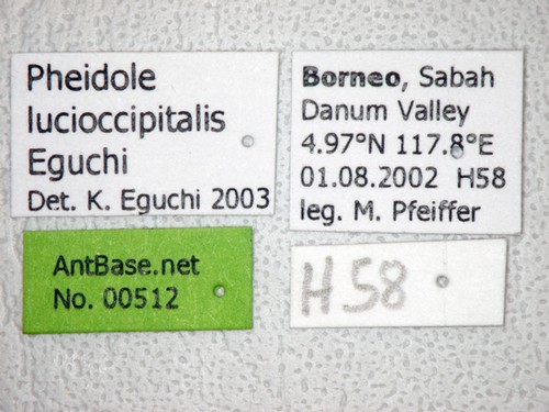 Pheidole lucioccipitalis Eguchi,2001 Label