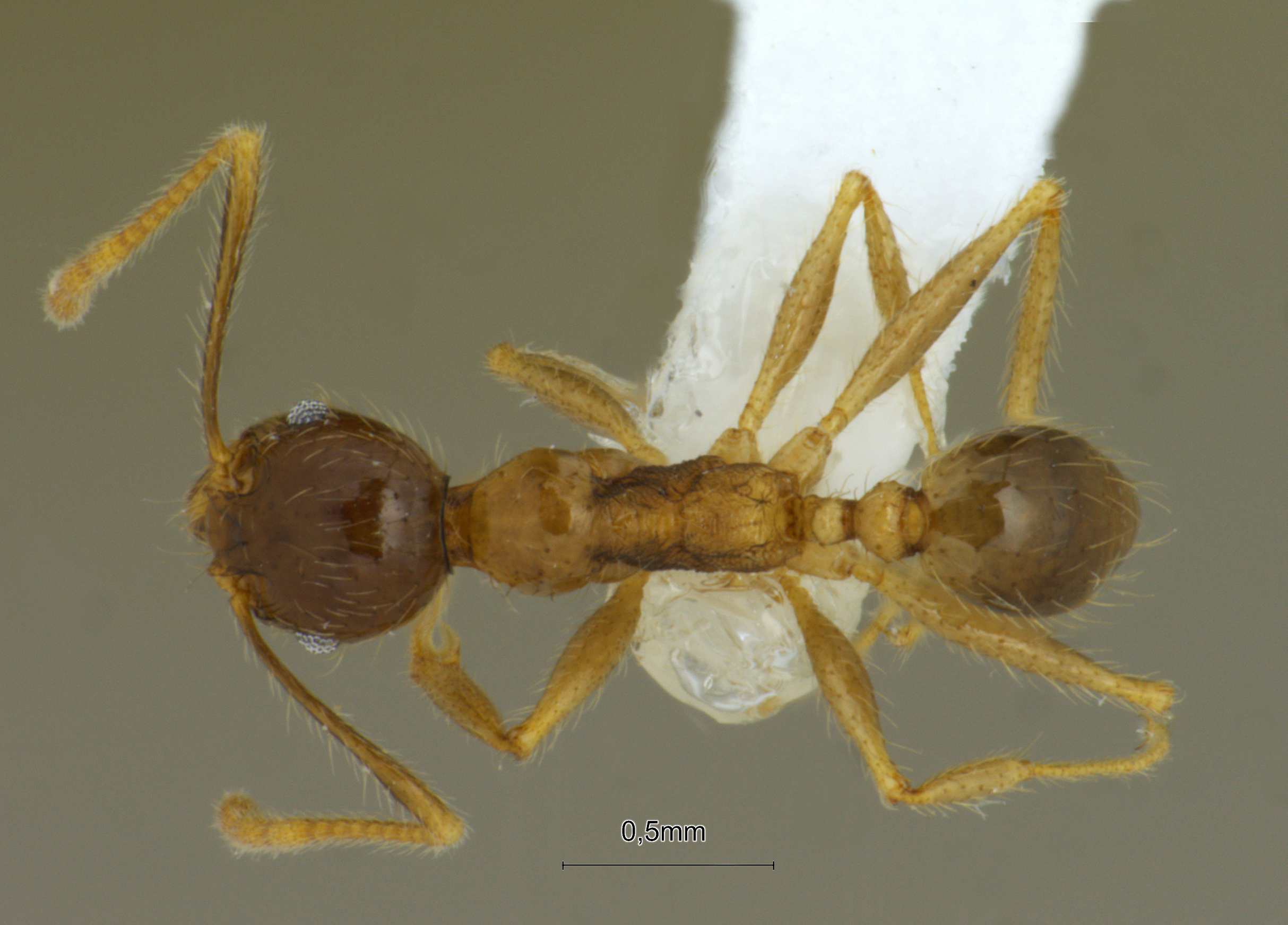 Foto Pheidole megacephala Fabricius, 1793 dorsal