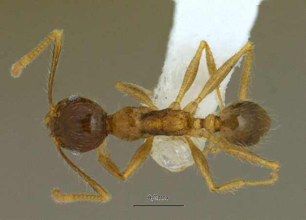 Pheidole megacephala Fabricius, 1793 dorsal