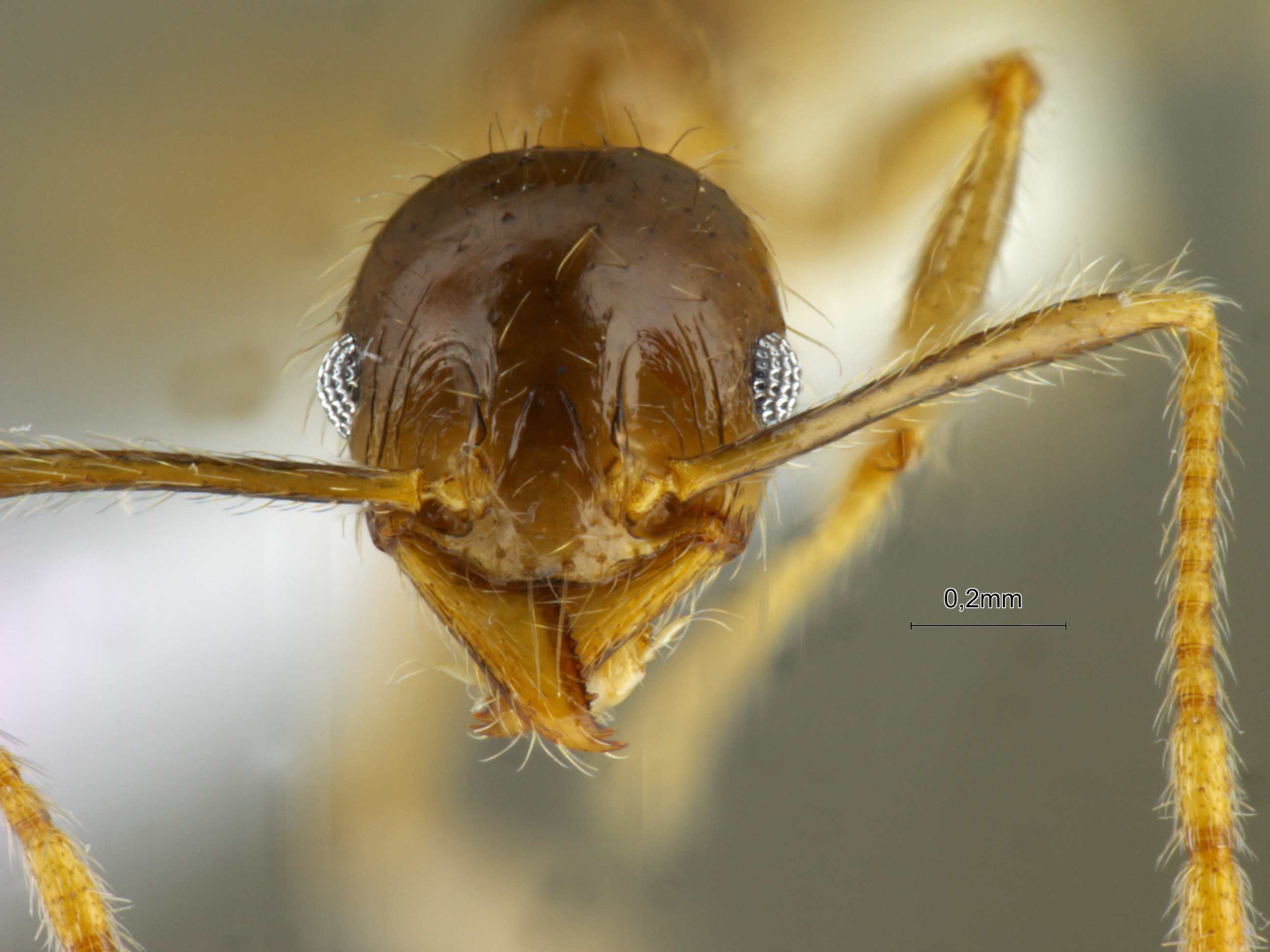 Foto Pheidole megacephala Fabricius, 1793 frontal