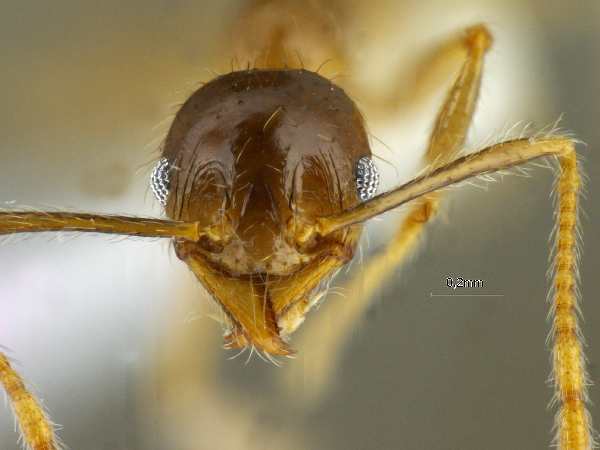 Pheidole megacephala Fabricius, 1793 frontal