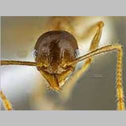 Pheidole megacephala Fabricius, 1793 frontal