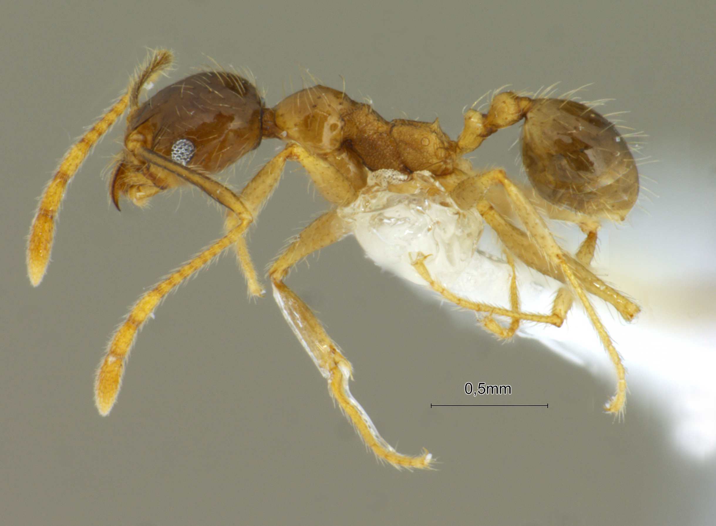 Foto Pheidole megacephala Fabricius, 1793 lateral