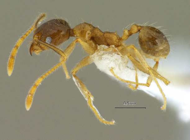 Pheidole megacephala Fabricius, 1793 lateral