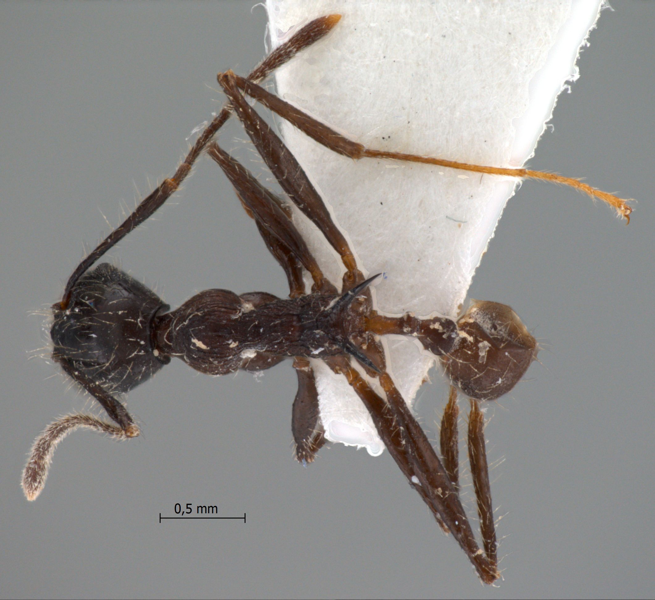 Foto Pheidole modiglianii Emery, 1900 dorsal