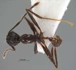 Pheidole modiglianii Emery, 1900 dorsal