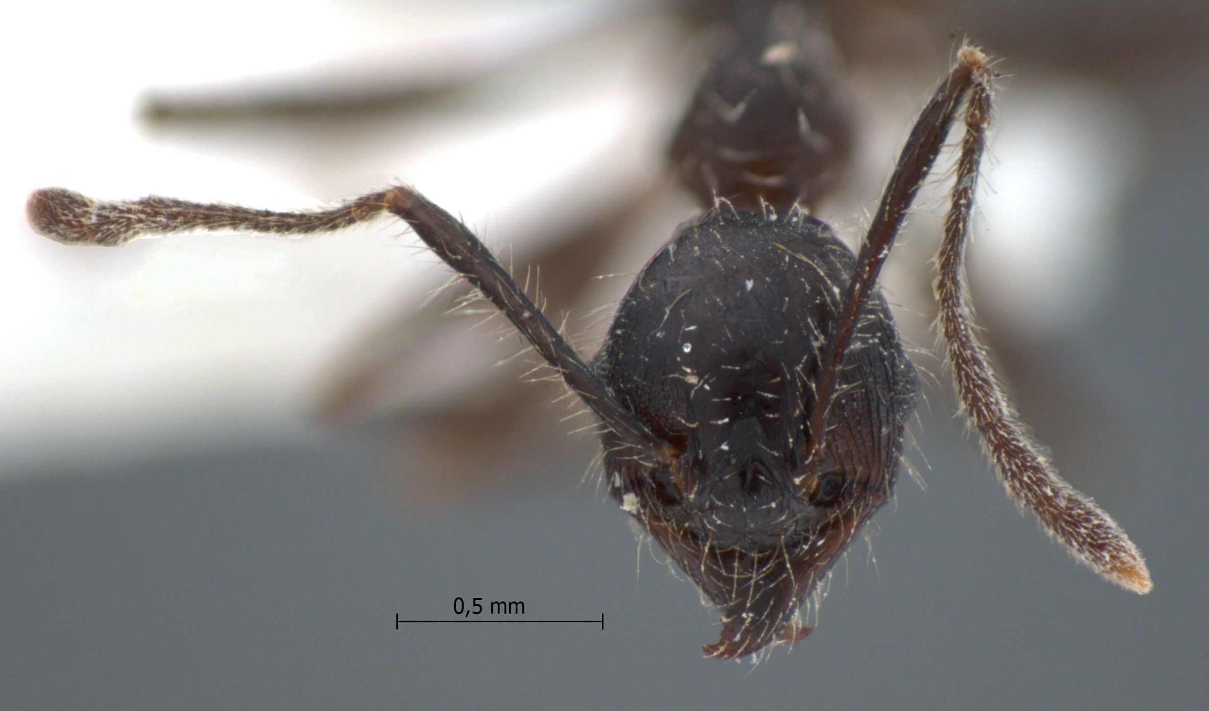 Foto Pheidole modiglianii Emery, 1900 frontal