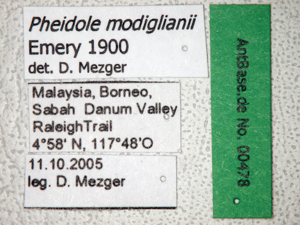 Foto Pheidole modiglianii Emery, 1900 Label