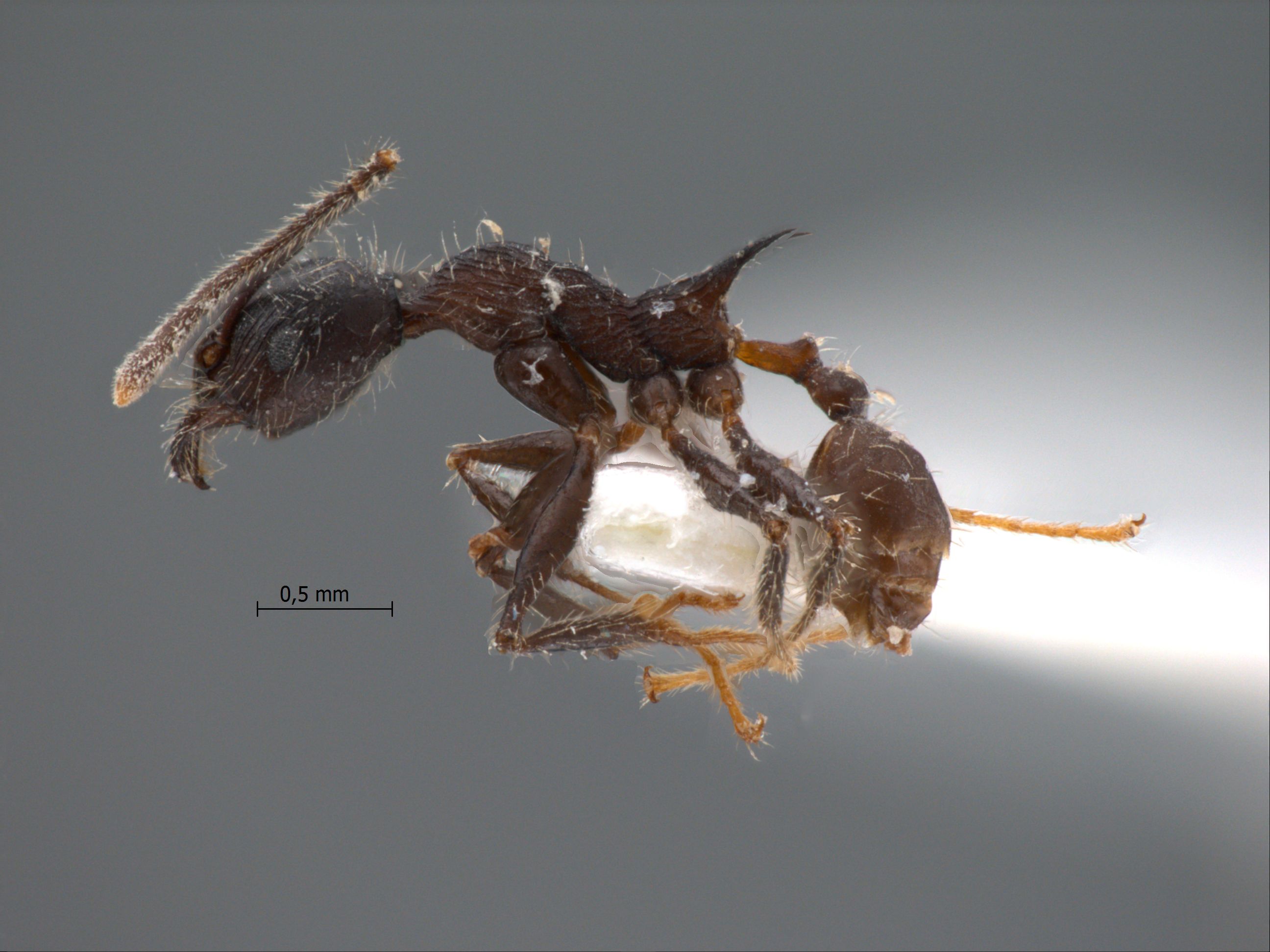 Foto Pheidole modiglianii Emery, 1900 lateral