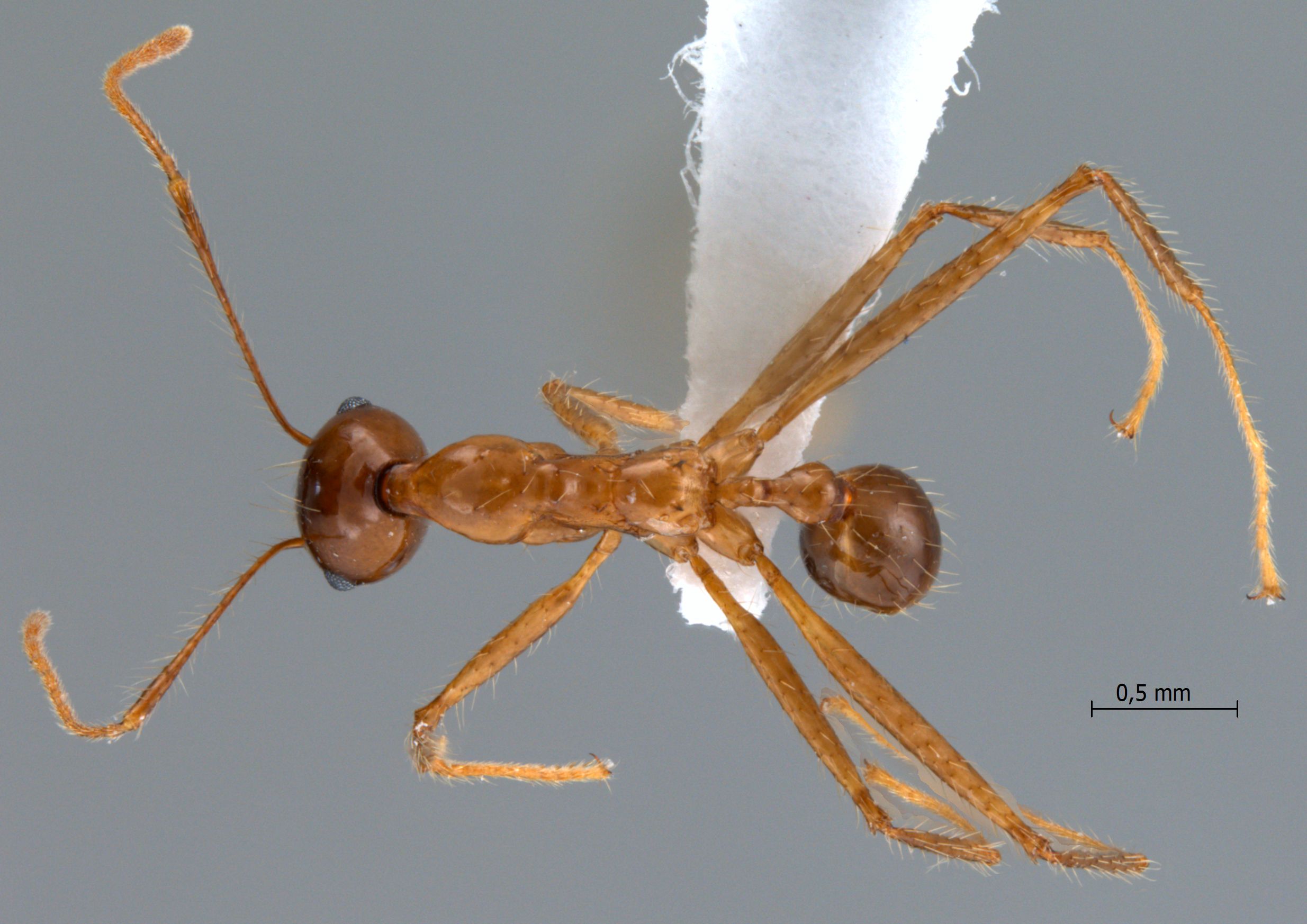 Foto Pheidole montana Eguchi, 1999 dorsal