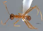 Pheidole montana Eguchi, 1999 dorsal