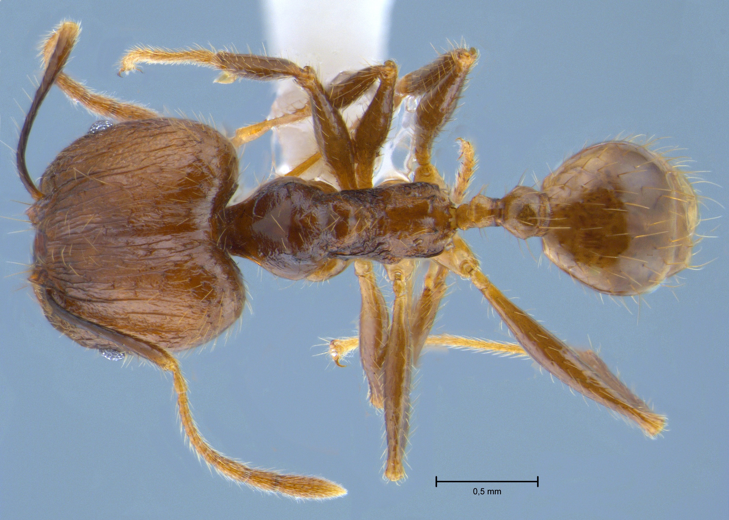 Foto Pheidole orophila Eguchi, 2001 dorsal