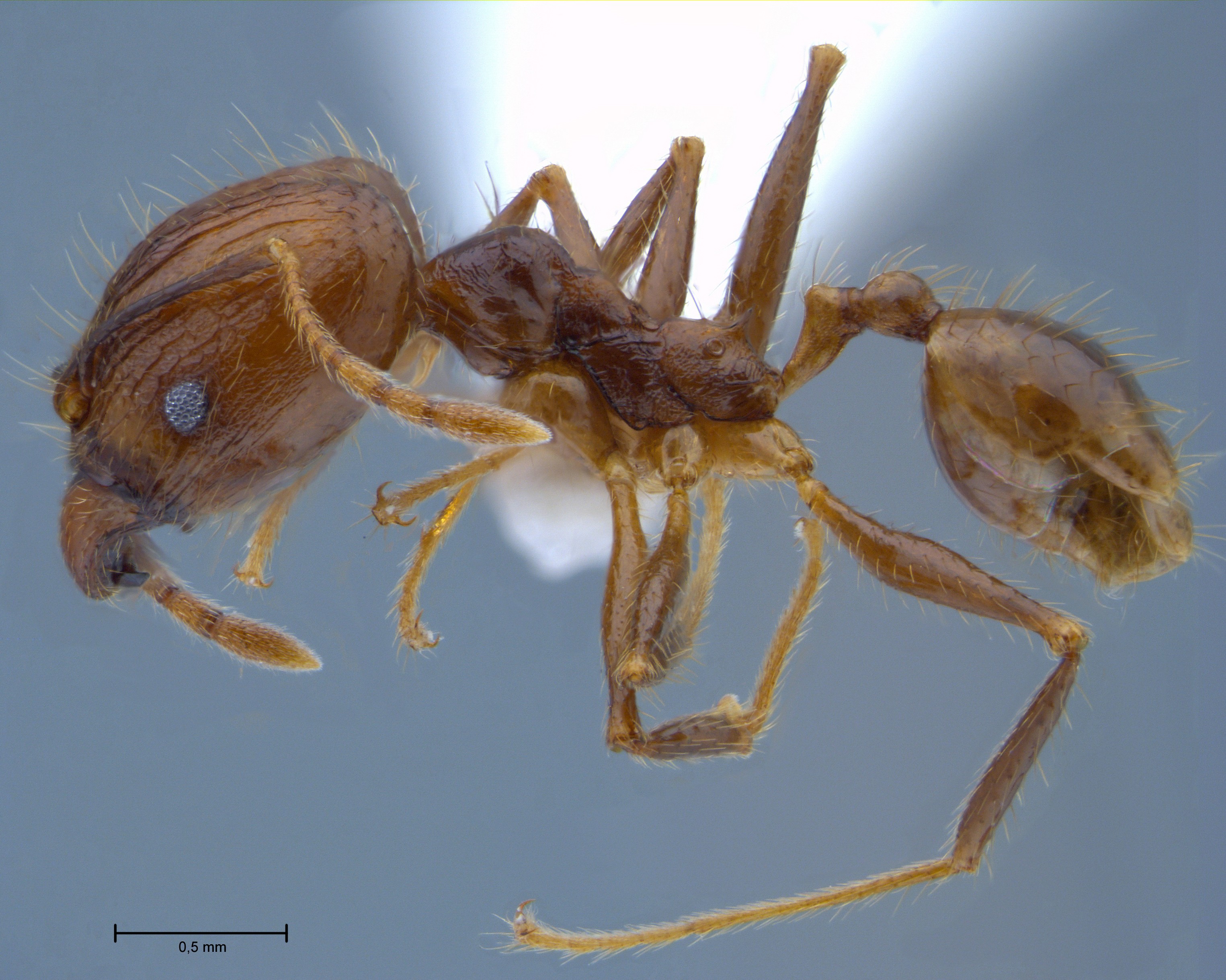 Foto Pheidole orophila Eguchi, 2001 lateral