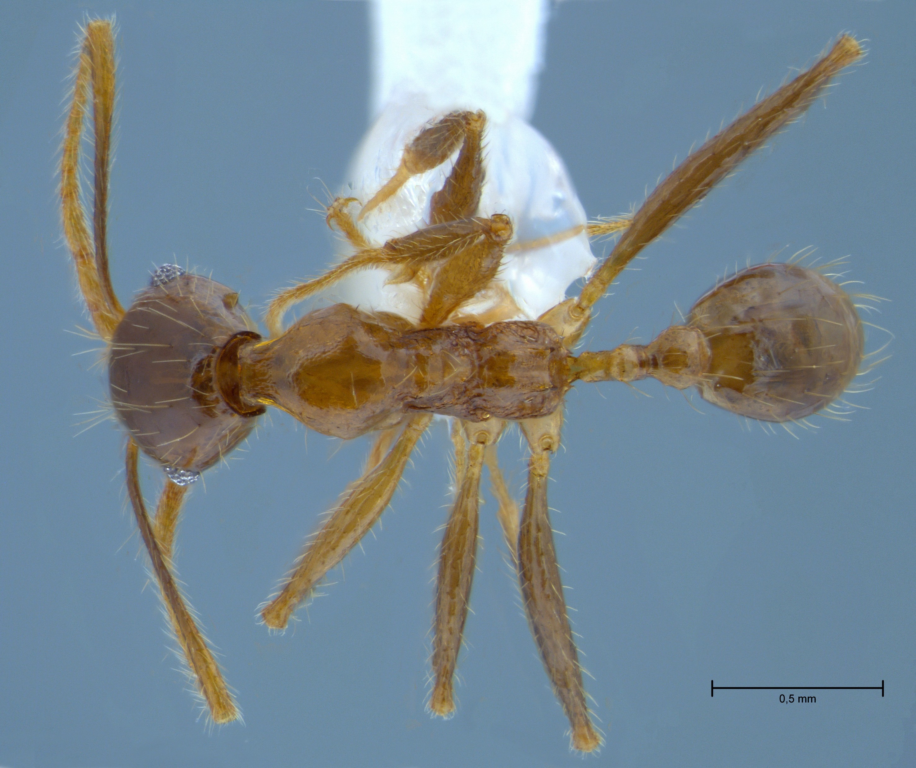 Foto Pheidole orophila Eguchi, 2001 dorsal