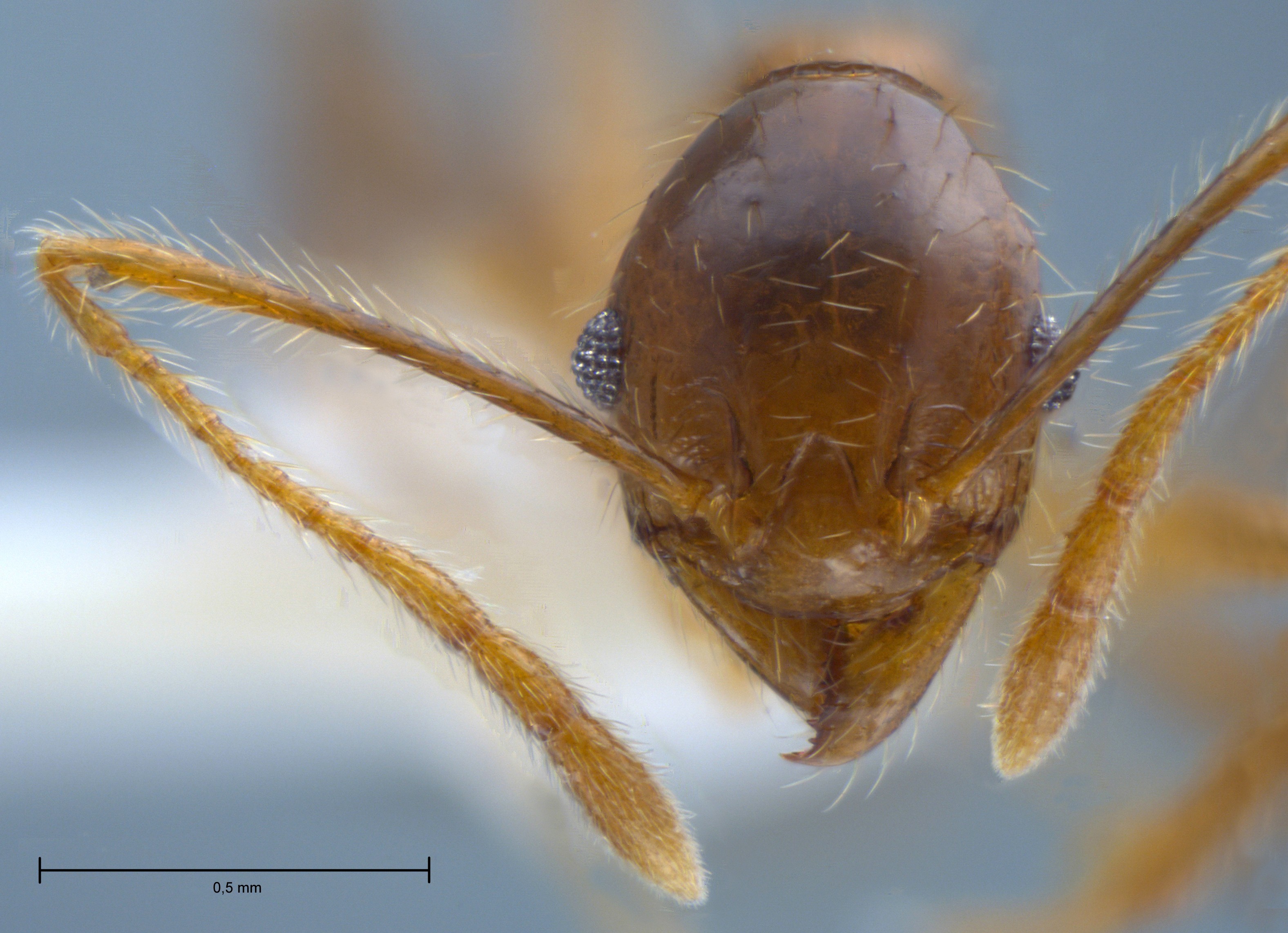 Foto Pheidole orophila Eguchi, 2001 frontal