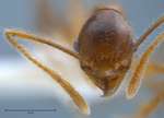 Pheidole orophila Eguchi, 2001 frontal