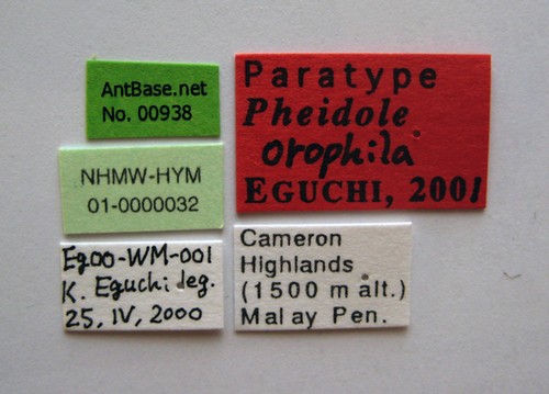 Pheidole orophila Eguchi, 2001 Label