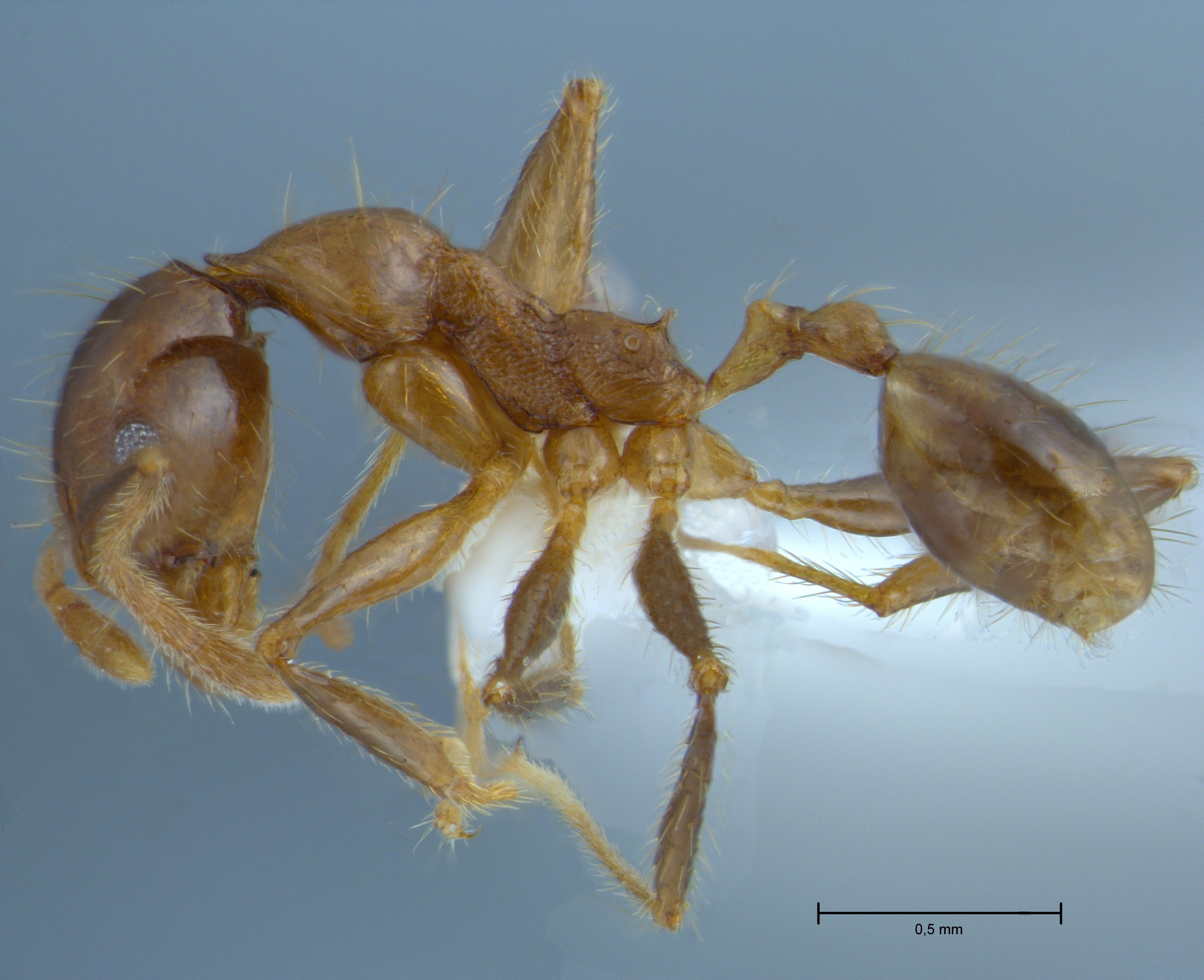 Foto Pheidole orophila Eguchi, 2001 lateral