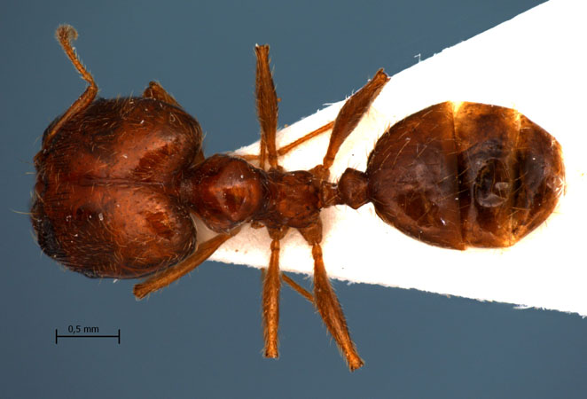 Pheidole koshewnikovi Ruzsky, 1905 dorsal