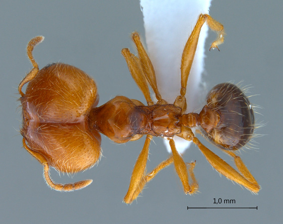 Pheidole koshewnikovi Ruzsky, 1905 dorsal