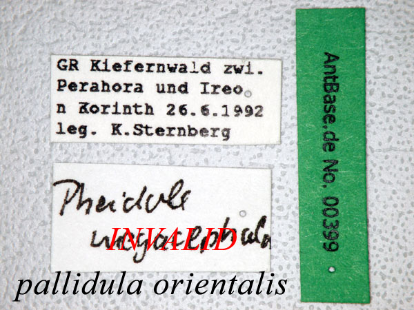 Foto Pheidole koshewnikovi Ruzsky, 1905 Label