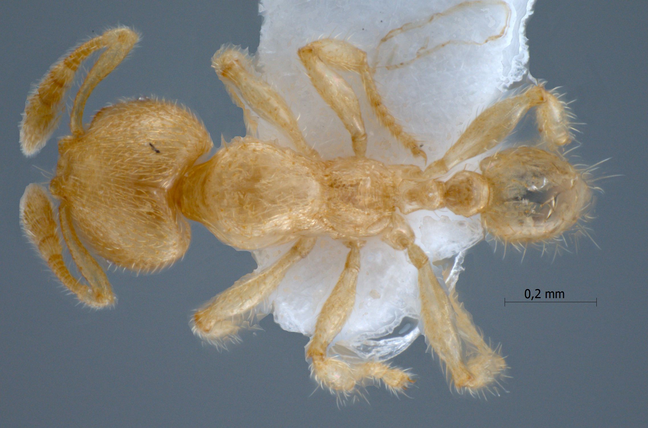 Foto Pheidole parvicorpus Eguchi, 2001 dorsal