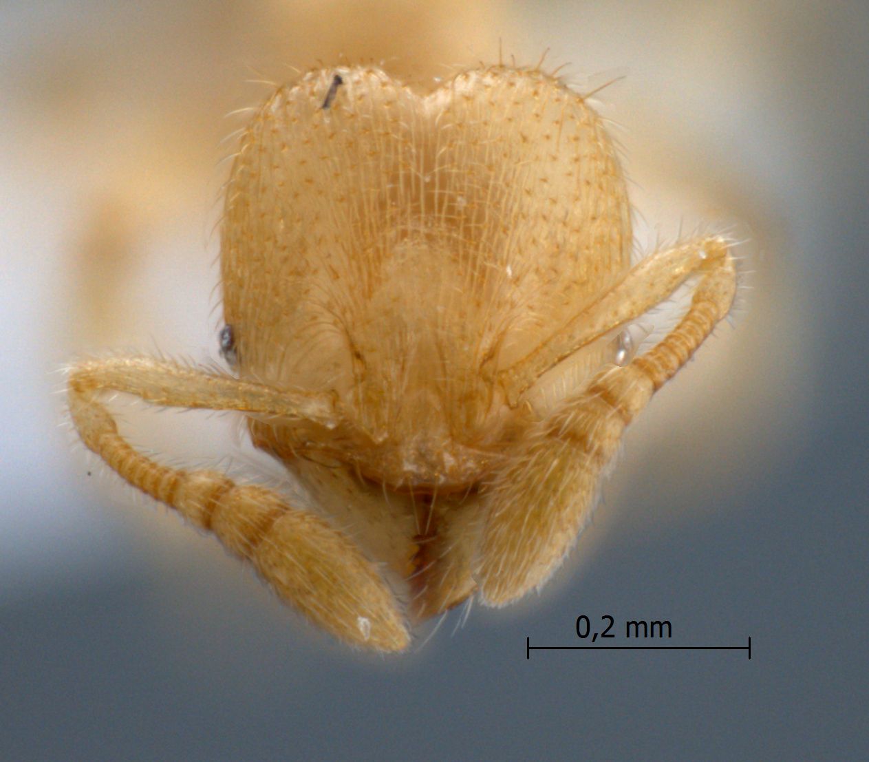 Foto Pheidole parvicorpus Eguchi, 2001 frontal