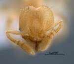 Pheidole parvicorpus Eguchi, 2001 frontal