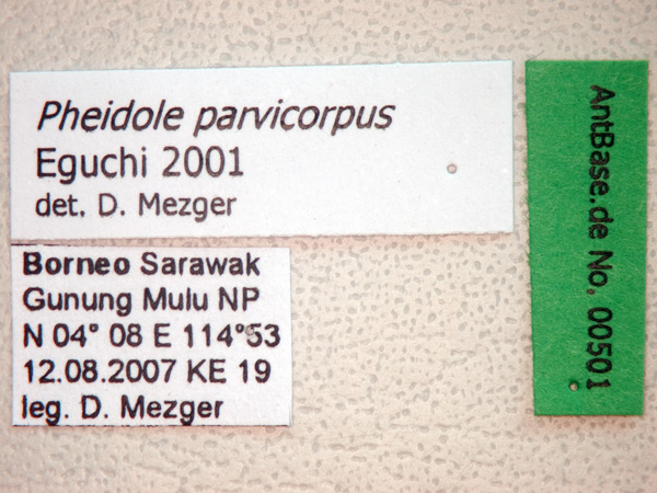 Foto Pheidole parvicorpus Eguchi, 2001 Label