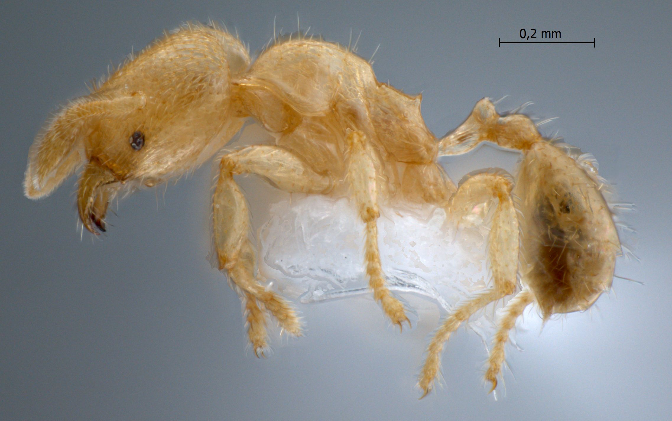 Foto Pheidole parvicorpus Eguchi, 2001 lateral