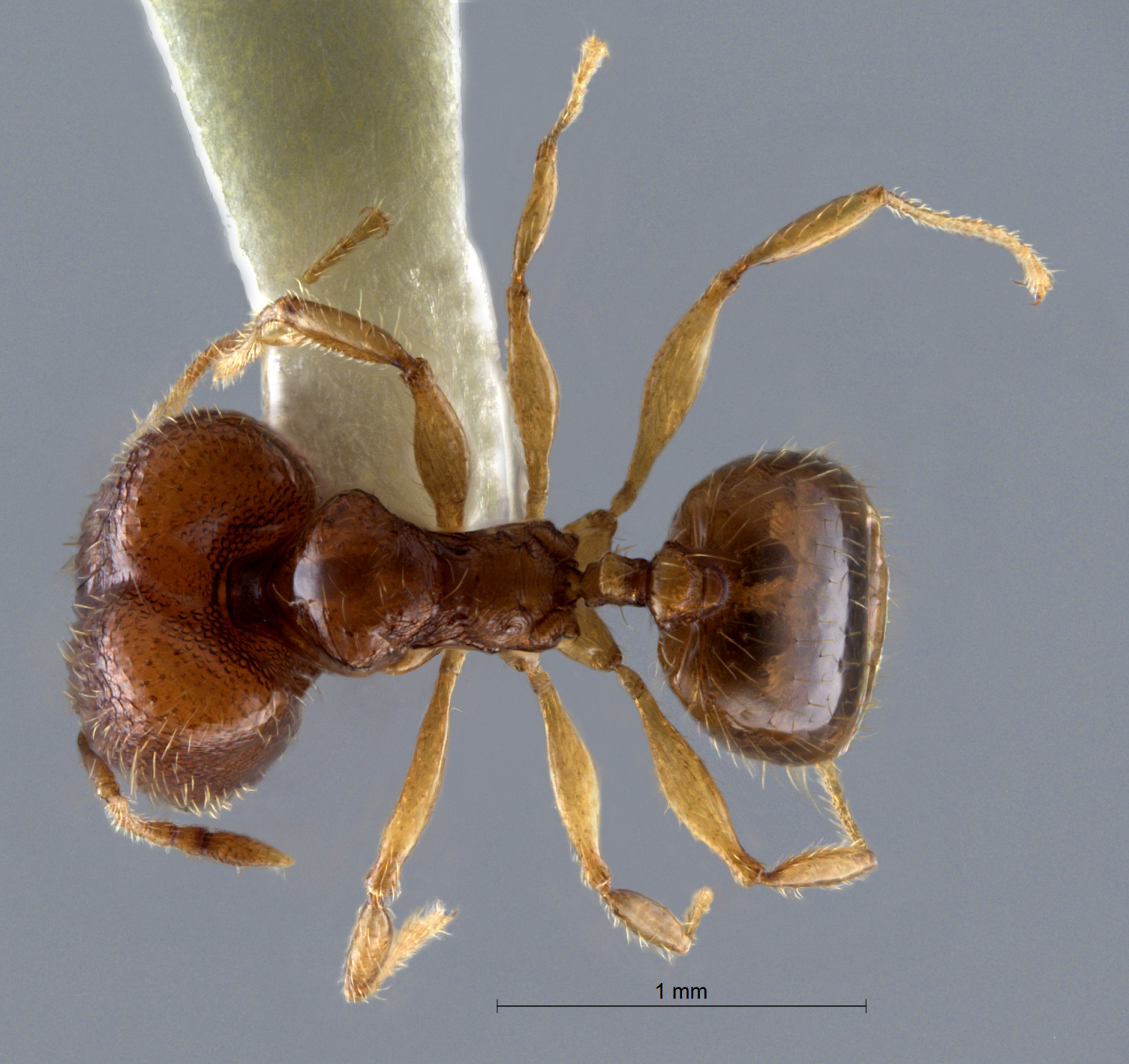 Foto Pheidole pieli  Santschi, 1925 dorsal