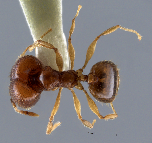 Pheidole pieli  Santschi, 1925 dorsal