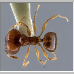 Pheidole pieli  Santschi, 1925 dorsal