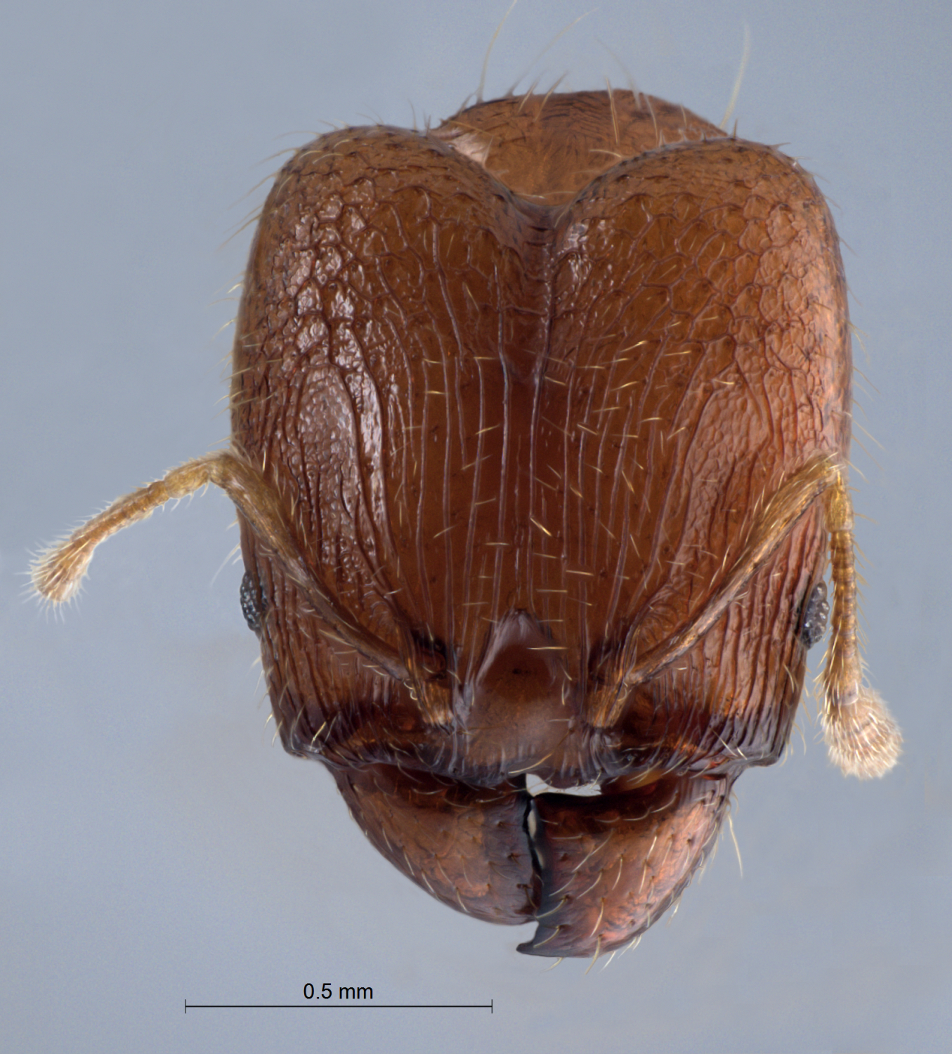 Foto Pheidole pieli  Santschi, 1925 frontal