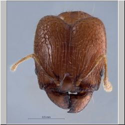 Pheidole pieli  Santschi, 1925 frontal