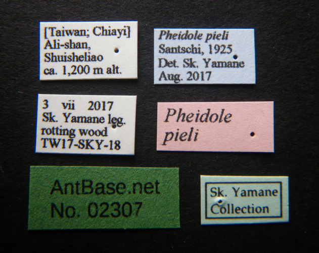 Foto Pheidole pieli  Santschi, 1925 Label