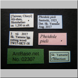 Pheidole pieli  Santschi, 1925 Label