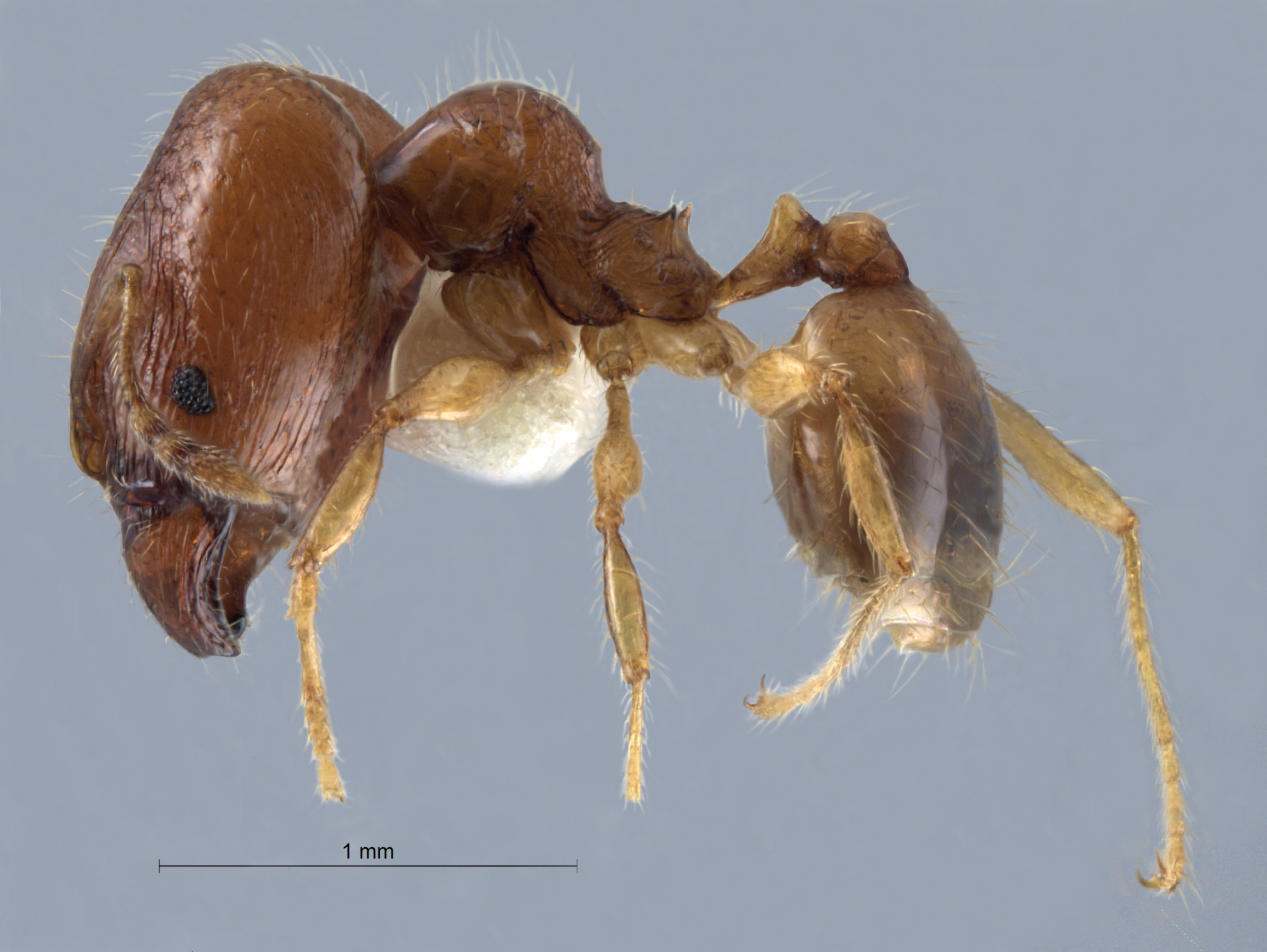 Foto Pheidole pieli  Santschi, 1925 lateral