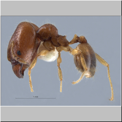 Pheidole pieli  Santschi, 1925 lateral