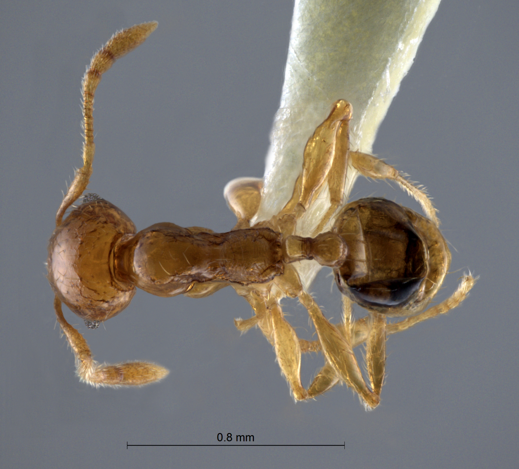 Foto Pheidole pieli  Santschi, 1925 dorsal