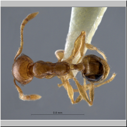 Pheidole pieli  Santschi, 1925 dorsal