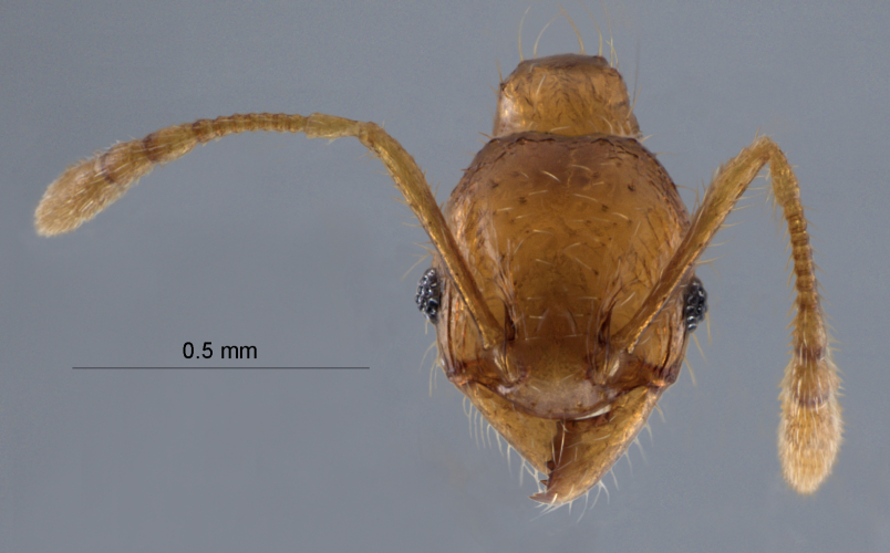 Pheidole pieli  Santschi, 1925 frontal