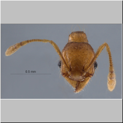 Pheidole pieli  Santschi, 1925 frontal