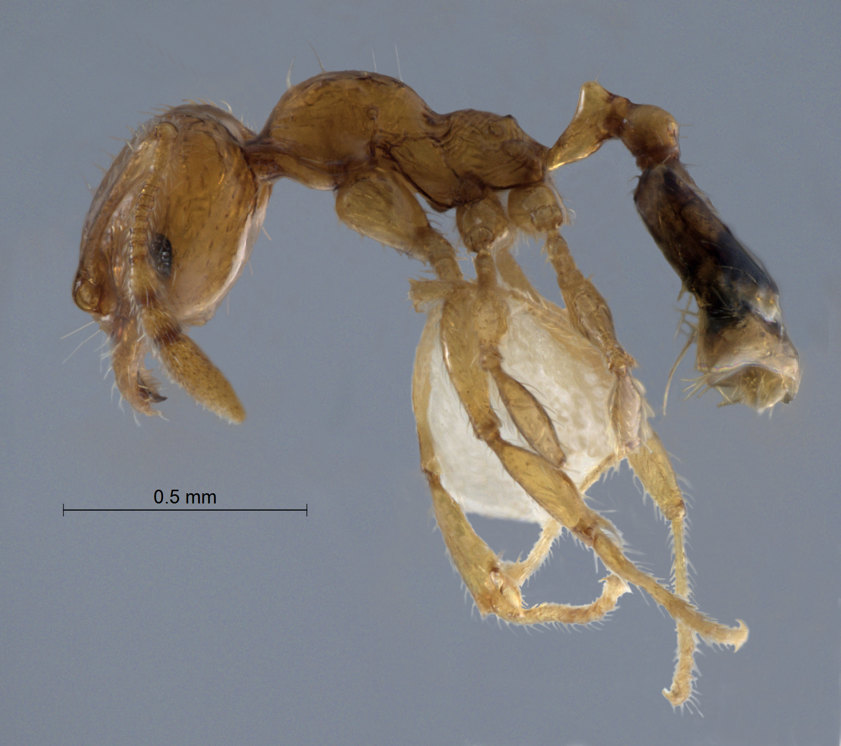 Foto Pheidole pieli  Santschi, 1925 lateral