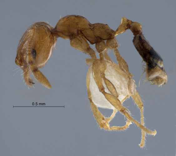 Pheidole pieli  Santschi, 1925 lateral