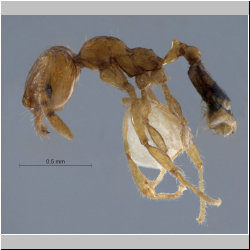 Pheidole pieli  Santschi, 1925 lateral