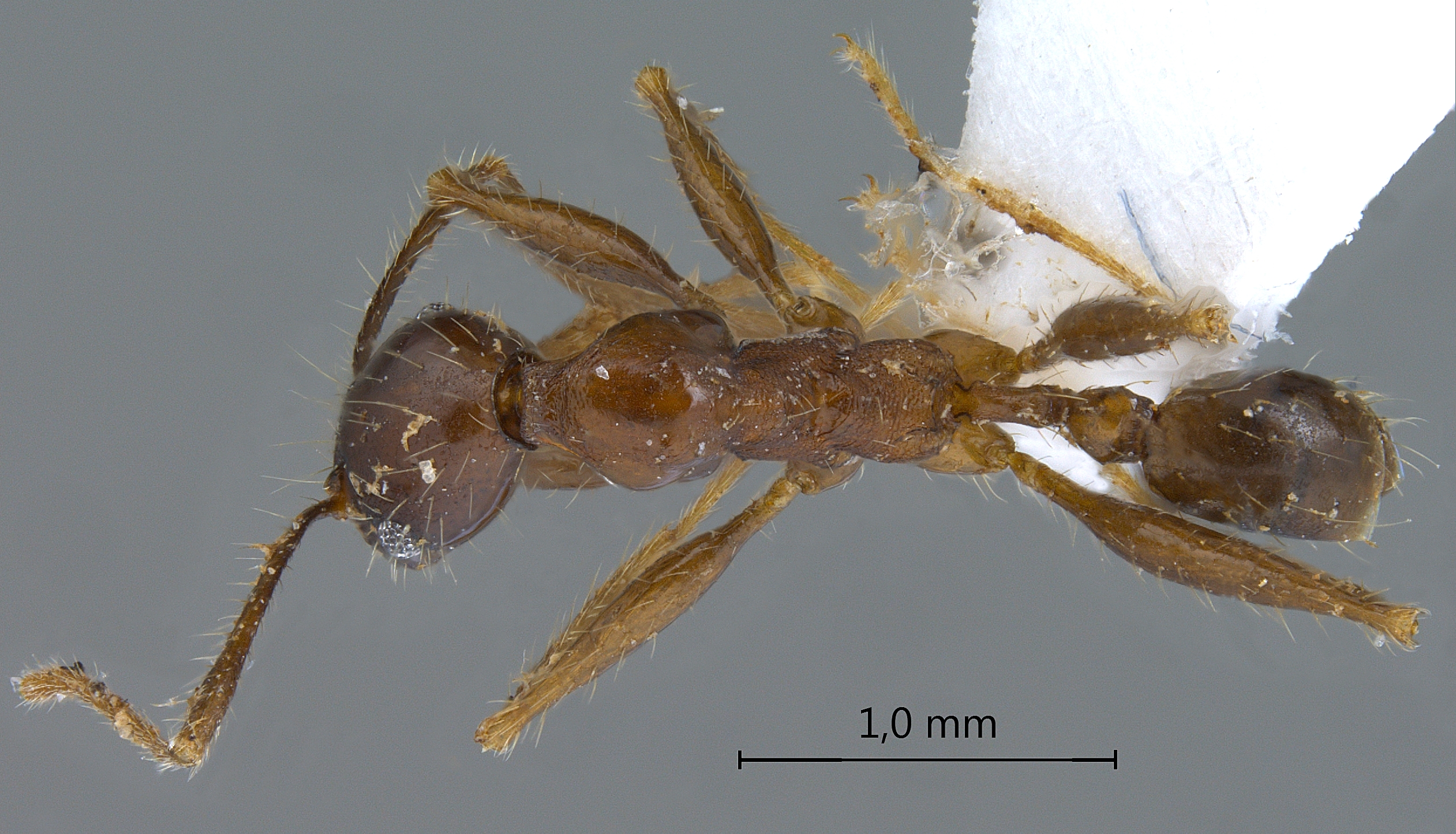 Foto Pheidole plagiaria Smith,1860 dorsal