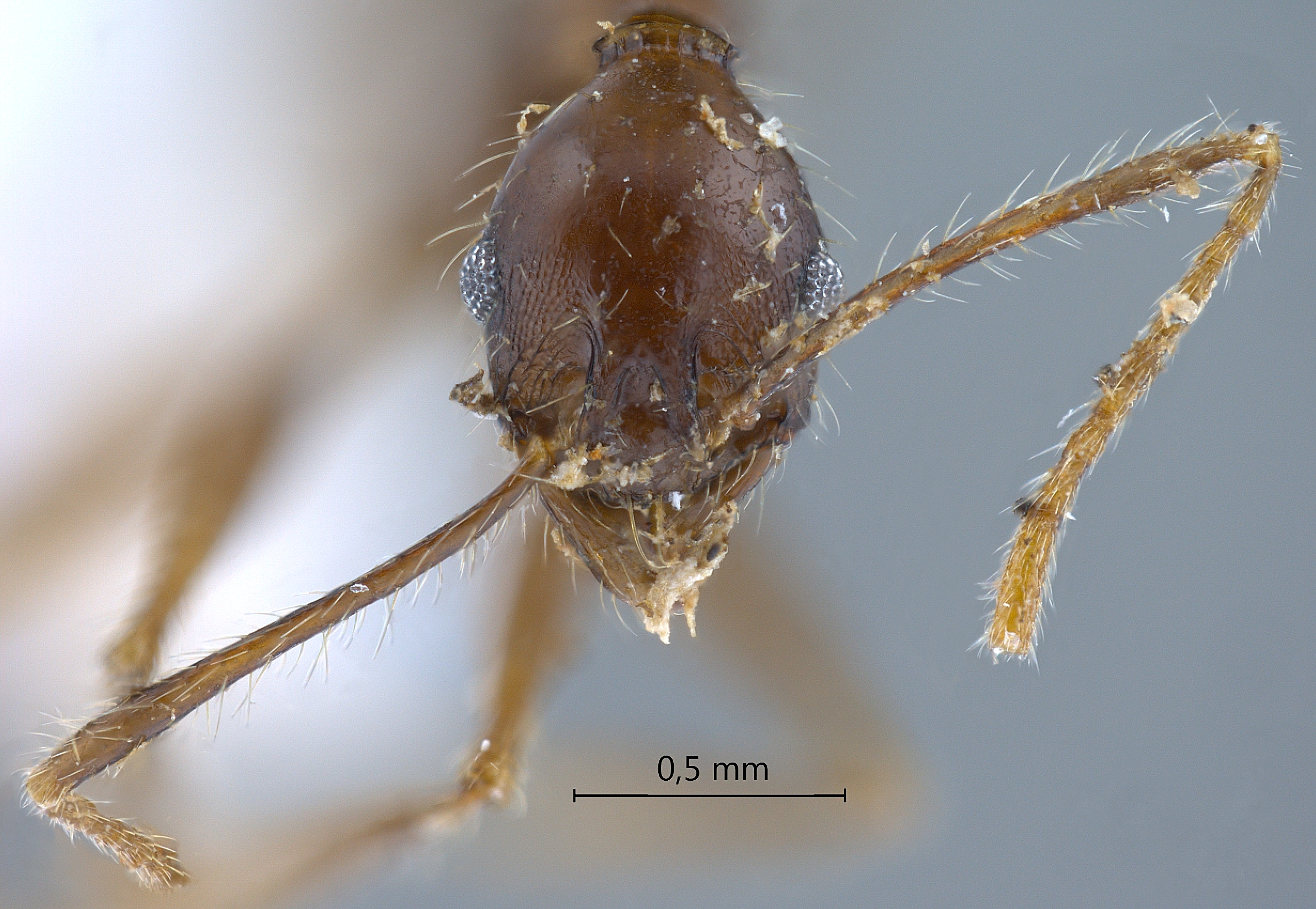 Foto Pheidole plagiaria Smith,1860 frontal