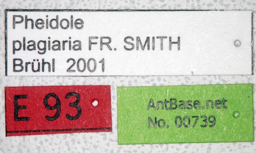 Pheidole plagiaria Smith,1860 Label