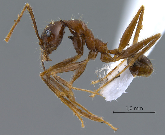 Pheidole plagiaria Smith,1860 lateral